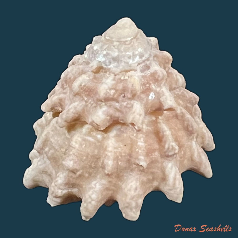 astraea-stellare-gmelin-1791-31-3mm-copia