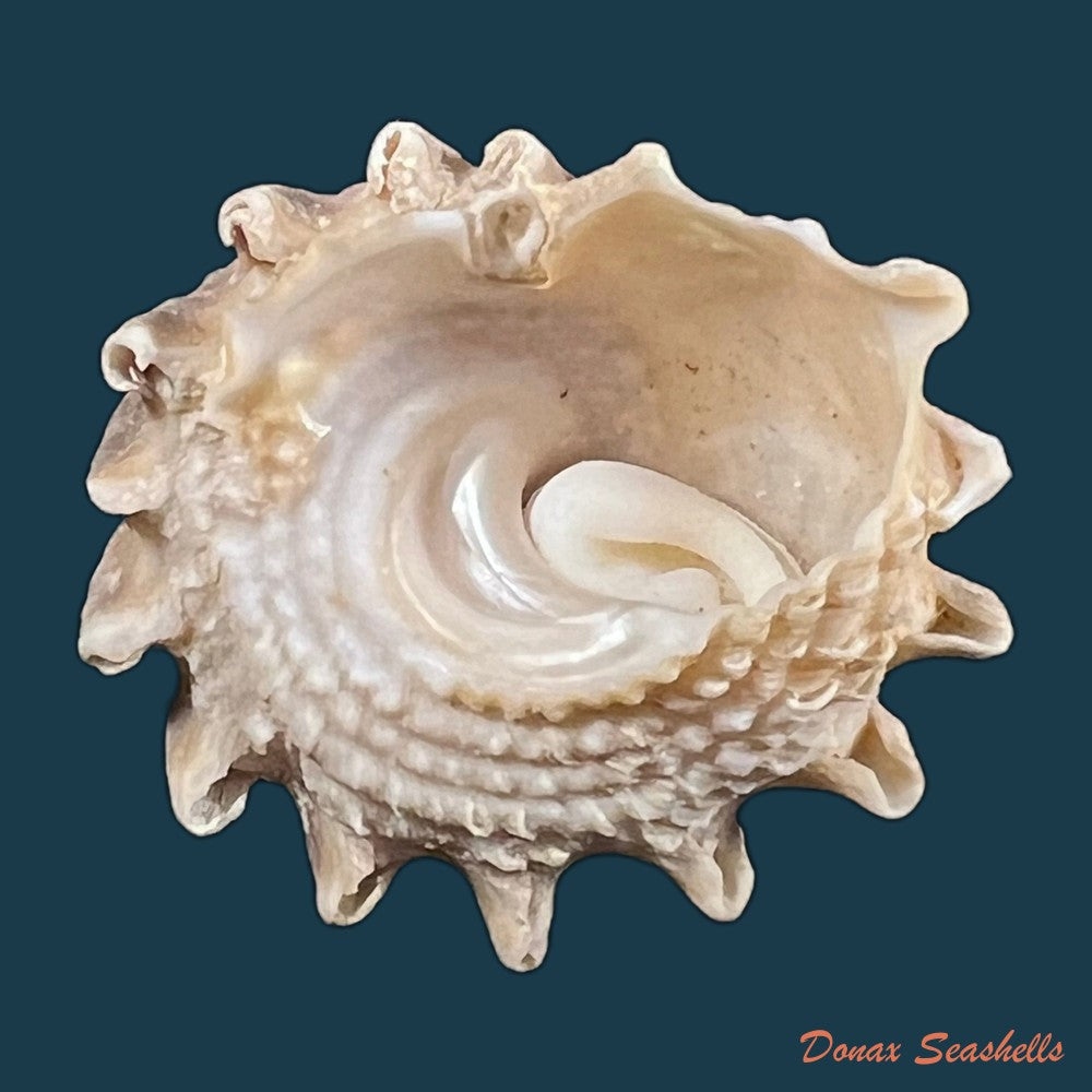 astraea-stellare-gmelin-1791-31-3mm-copia