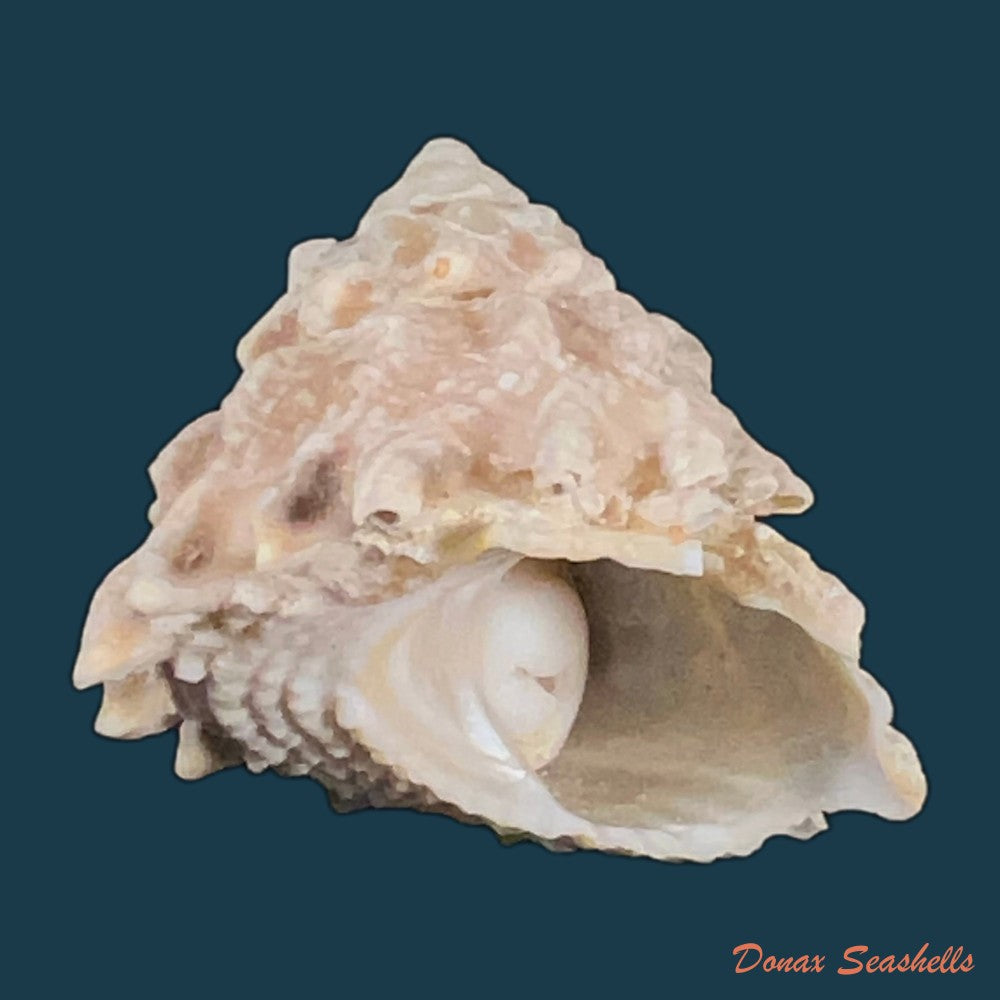 astraea-stellare-gmelin-1791-31-3mm-copia