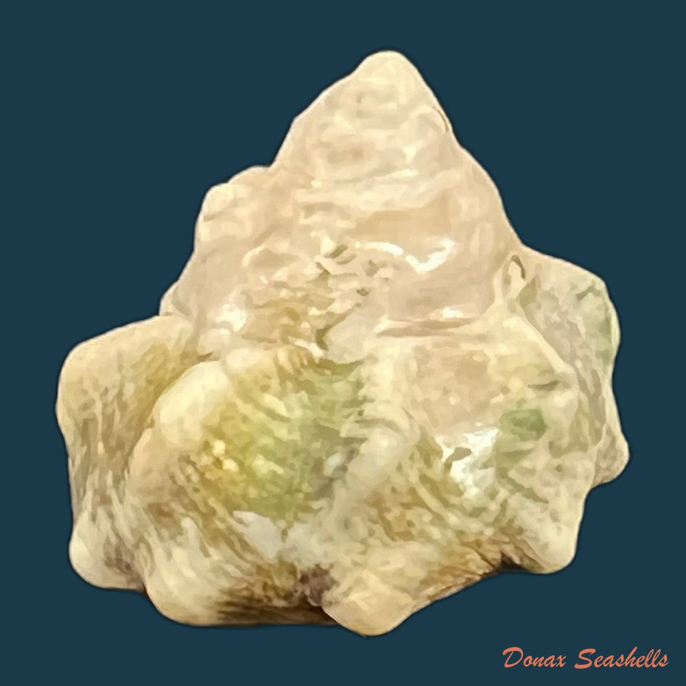 astraea-stellare-gmelin-1791-31-8mm-copia