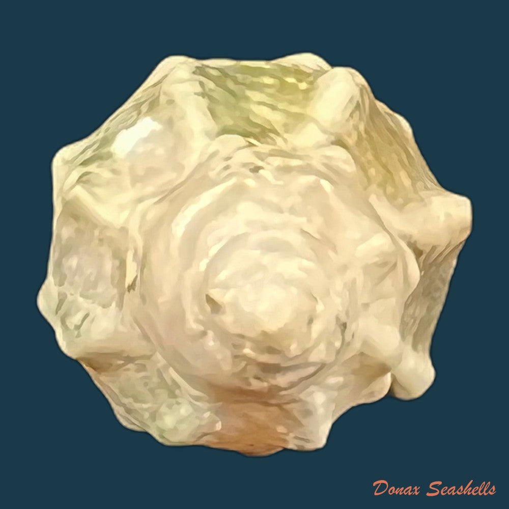 astraea-stellare-gmelin-1791-31-8mm-copia