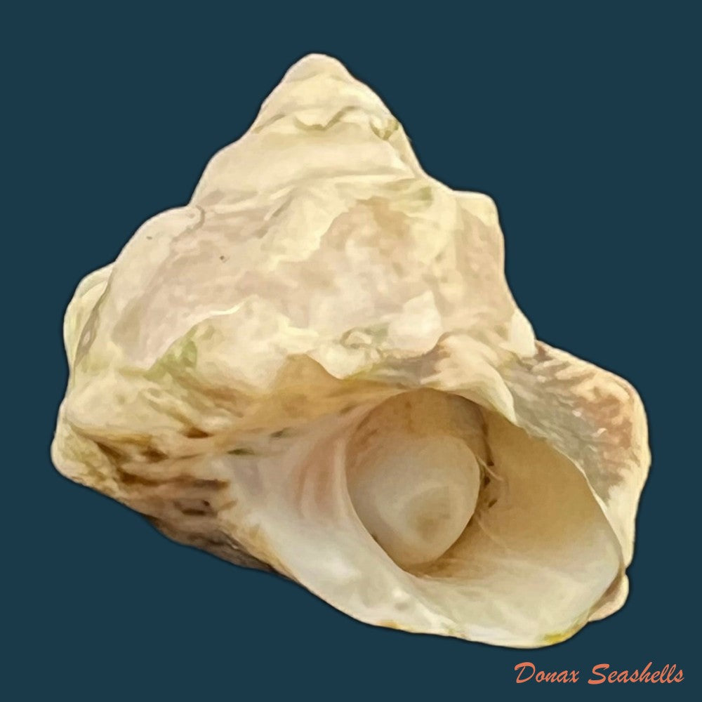 astraea-stellare-gmelin-1791-31-8mm-copia