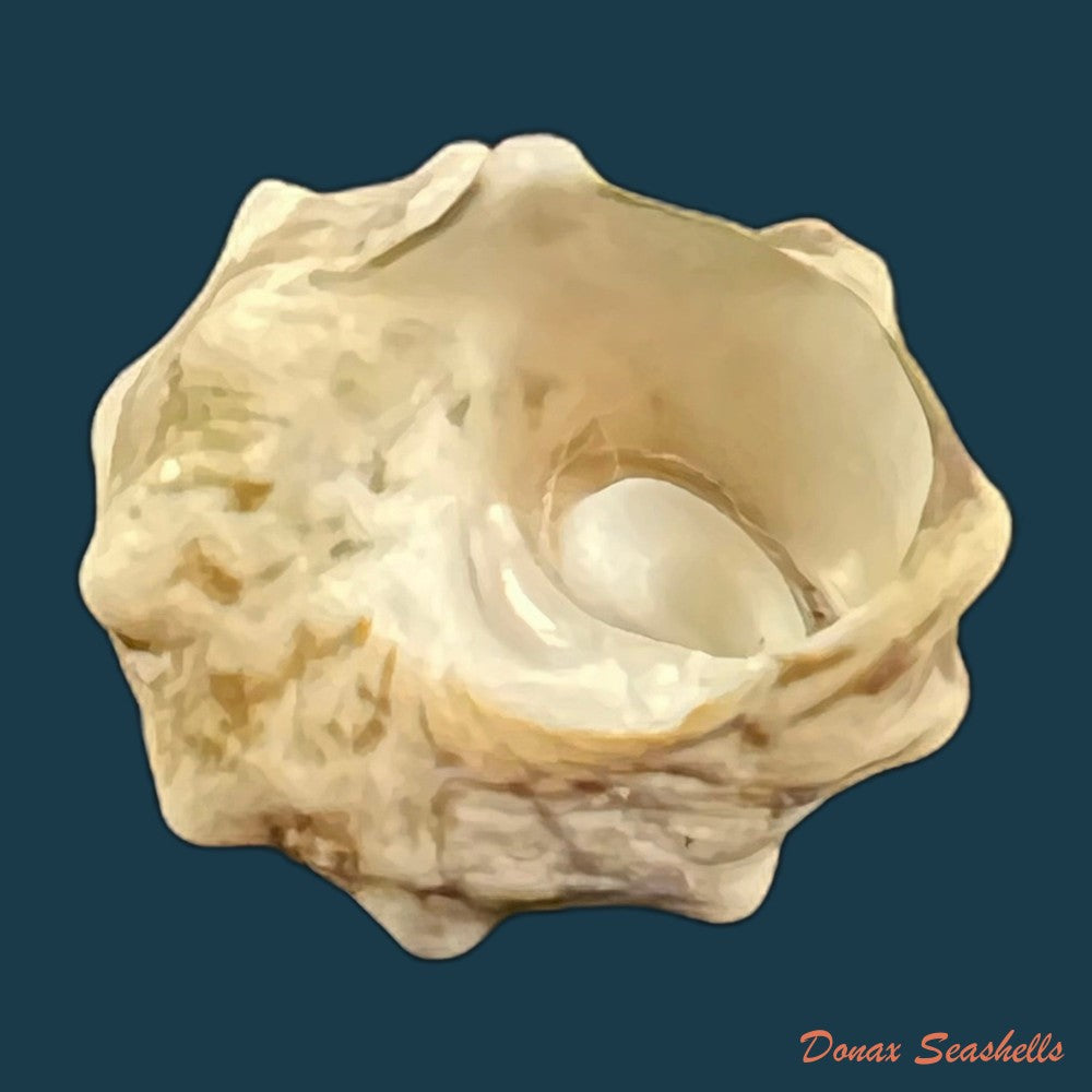 astraea-stellare-gmelin-1791-31-8mm-copia