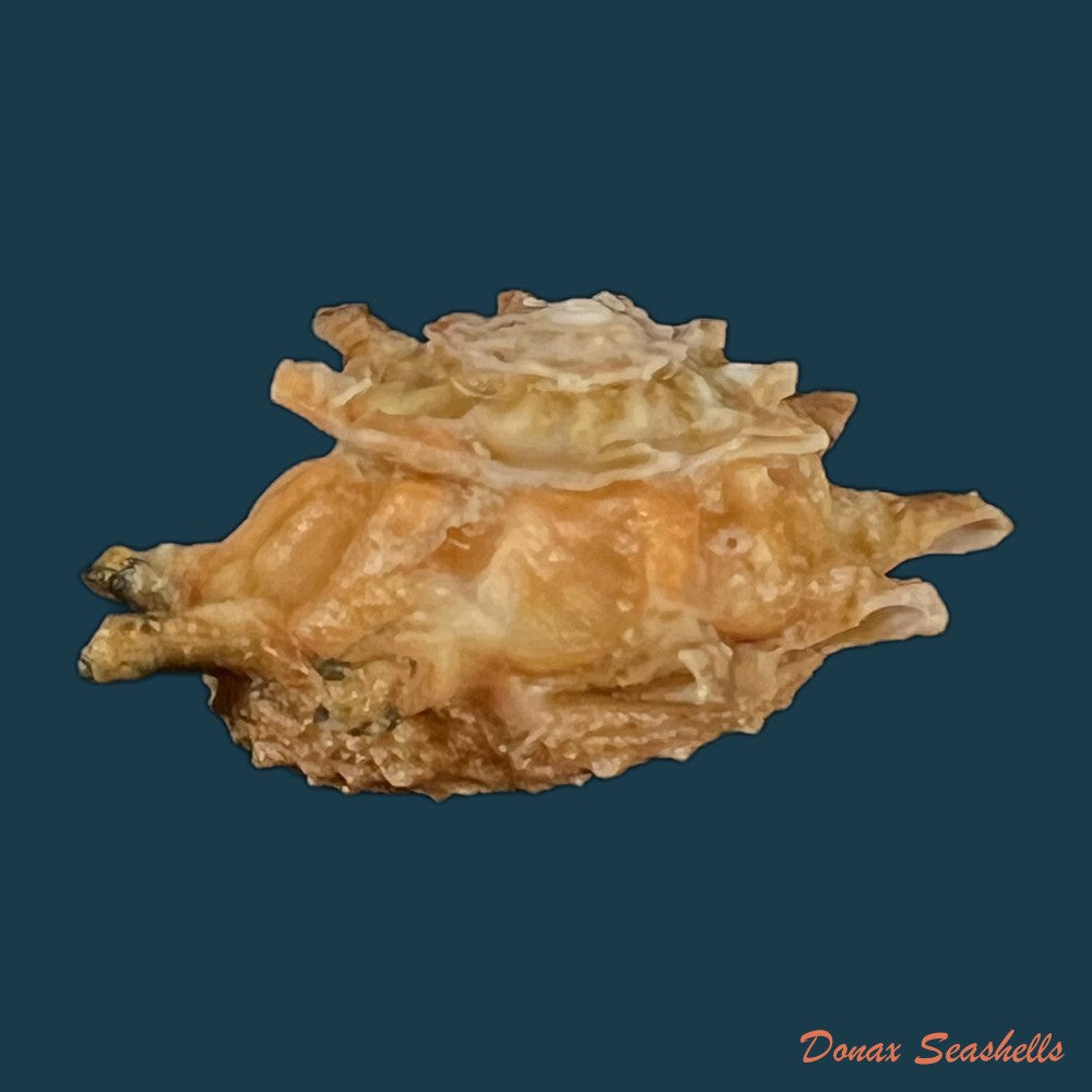 astralium-calcar-linnaeus-1758-27-8mm-copia