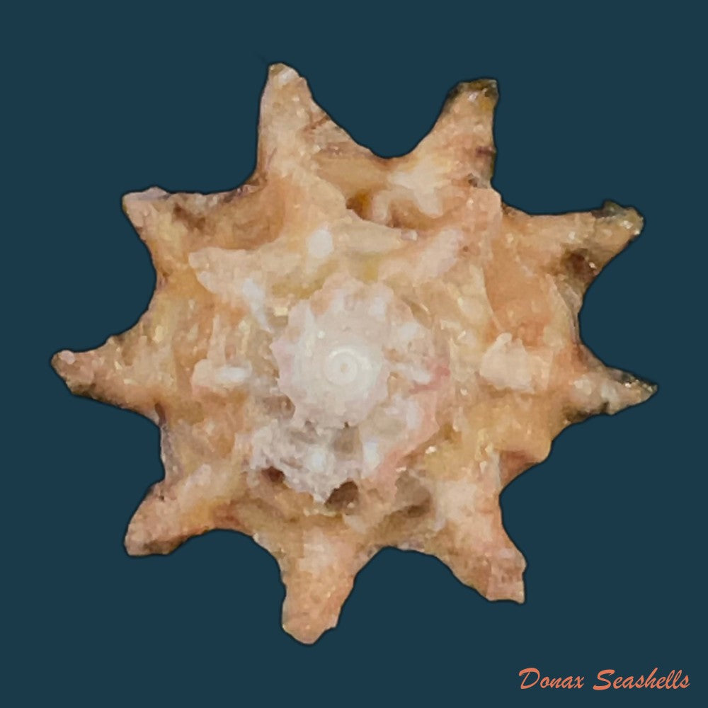 astralium-calcar-linnaeus-1758-27-8mm-copia