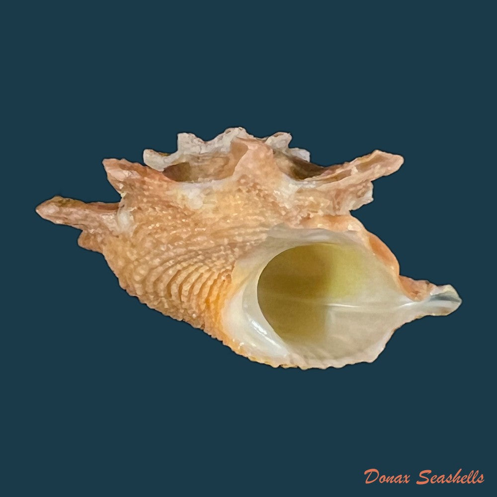 astralium-calcar-linnaeus-1758-27-8mm-copia
