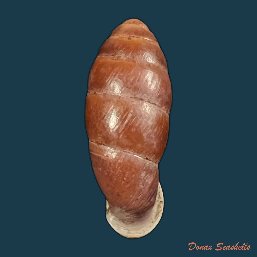 atractophaedusa-ookuboi-h-nordsieck-2005-25-7mm-copia