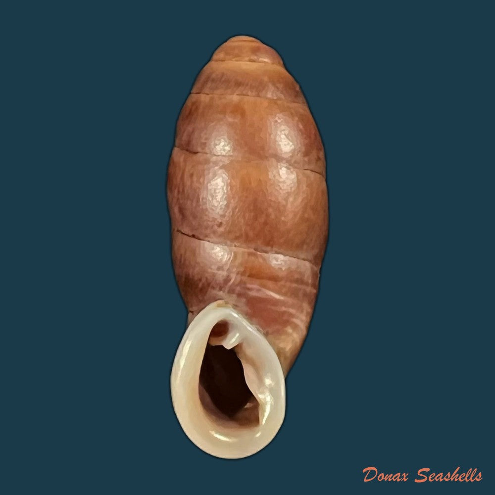 atractophaedusa-ookuboi-h-nordsieck-2005-25-7mm-copia