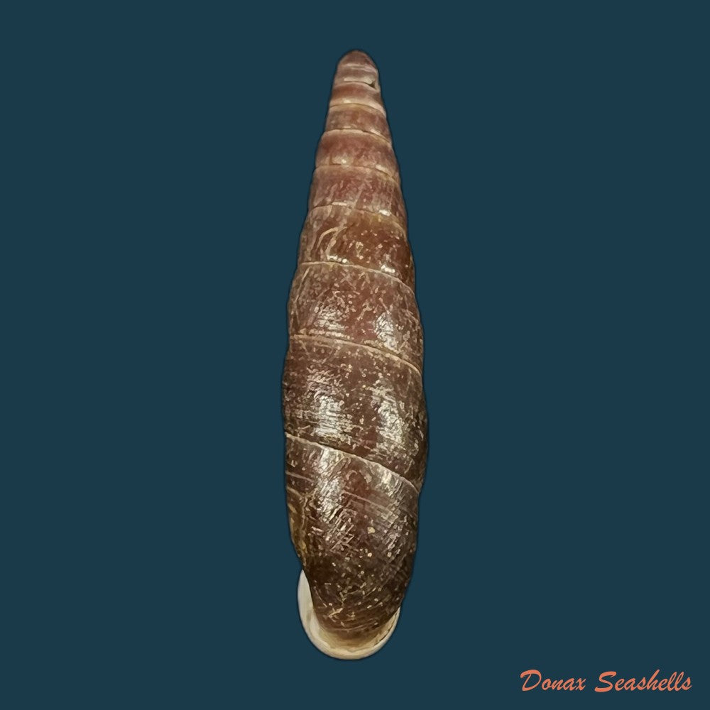 atractophaedusa-takagii-h-nordsieck-2005-21-1mm-copia