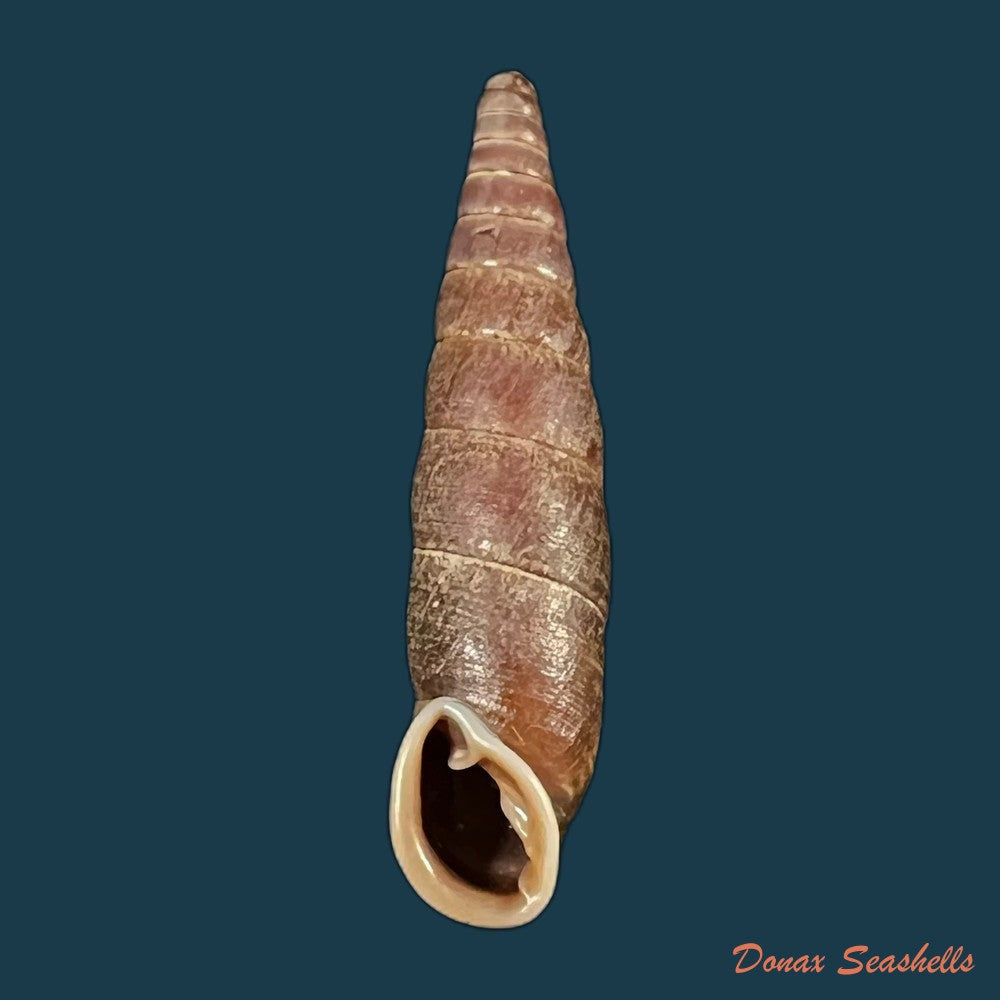 atractophaedusa-takagii-h-nordsieck-2005-21-1mm-copia