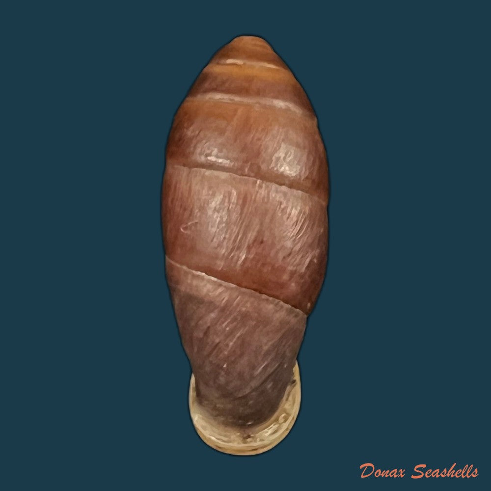 atractophaedusa-takagii-h-nordsieck-2005-21-5mm-copia-1
