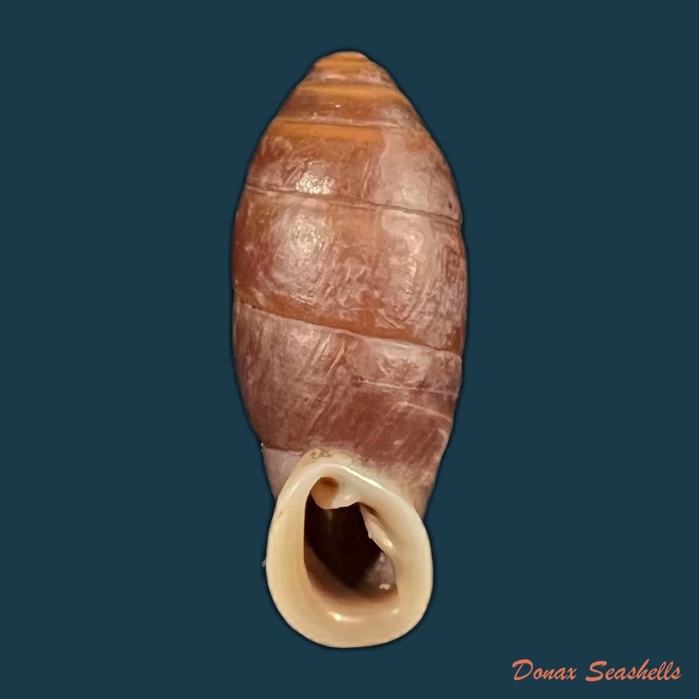 atractophaedusa-takagii-h-nordsieck-2005-21-5mm-copia-1