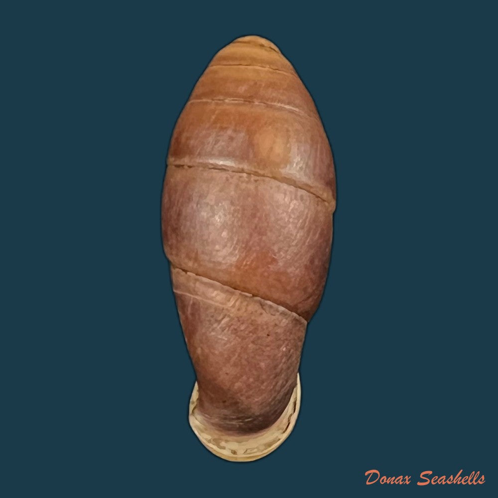 atractophaedusa-takagii-h-nordsieck-2005-21-5mm-copia