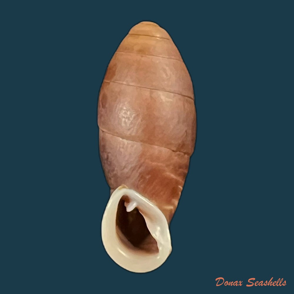 atractophaedusa-takagii-h-nordsieck-2005-21-5mm-copia