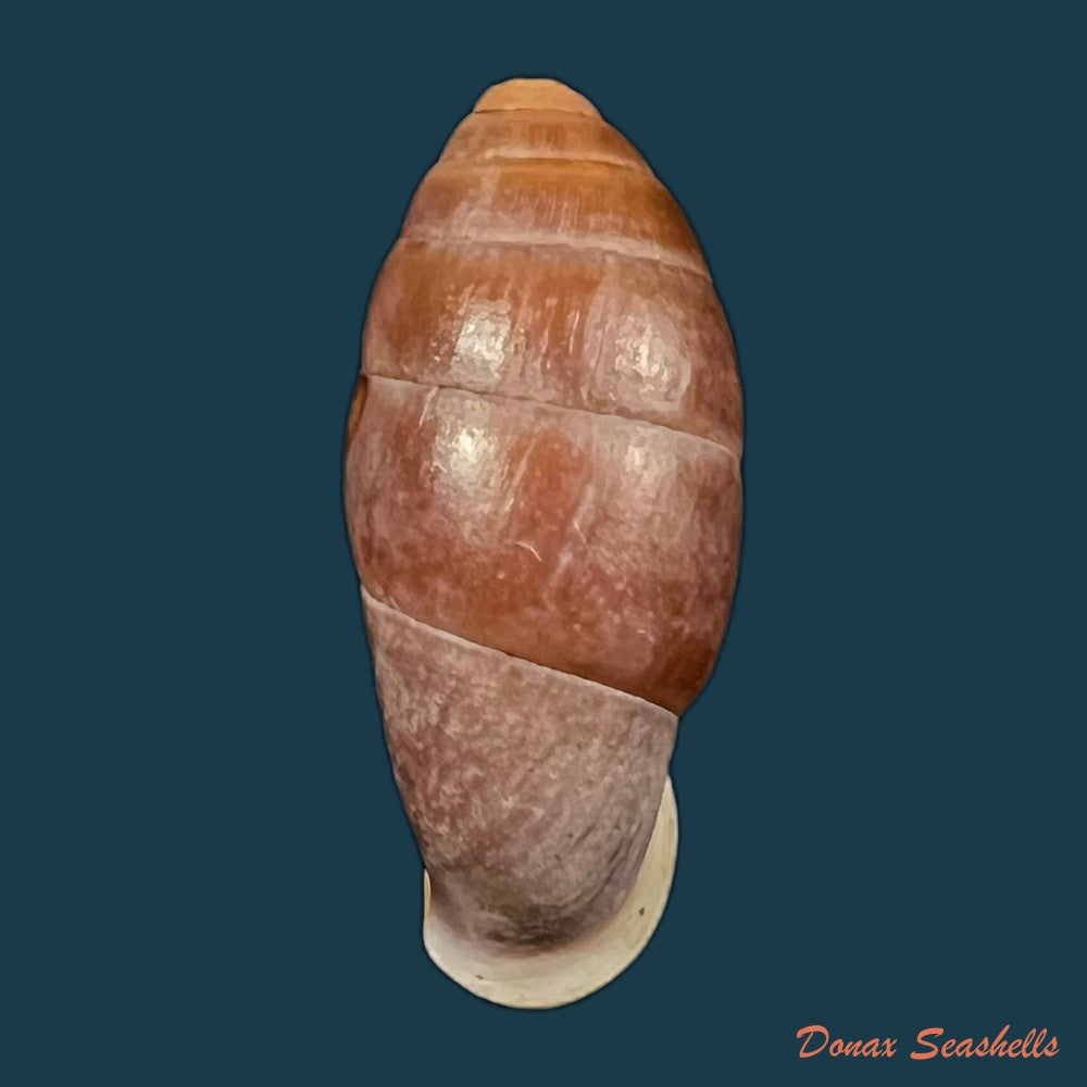 atractophaedusa-takagii-h-nordsieck-2005-21mm-copia