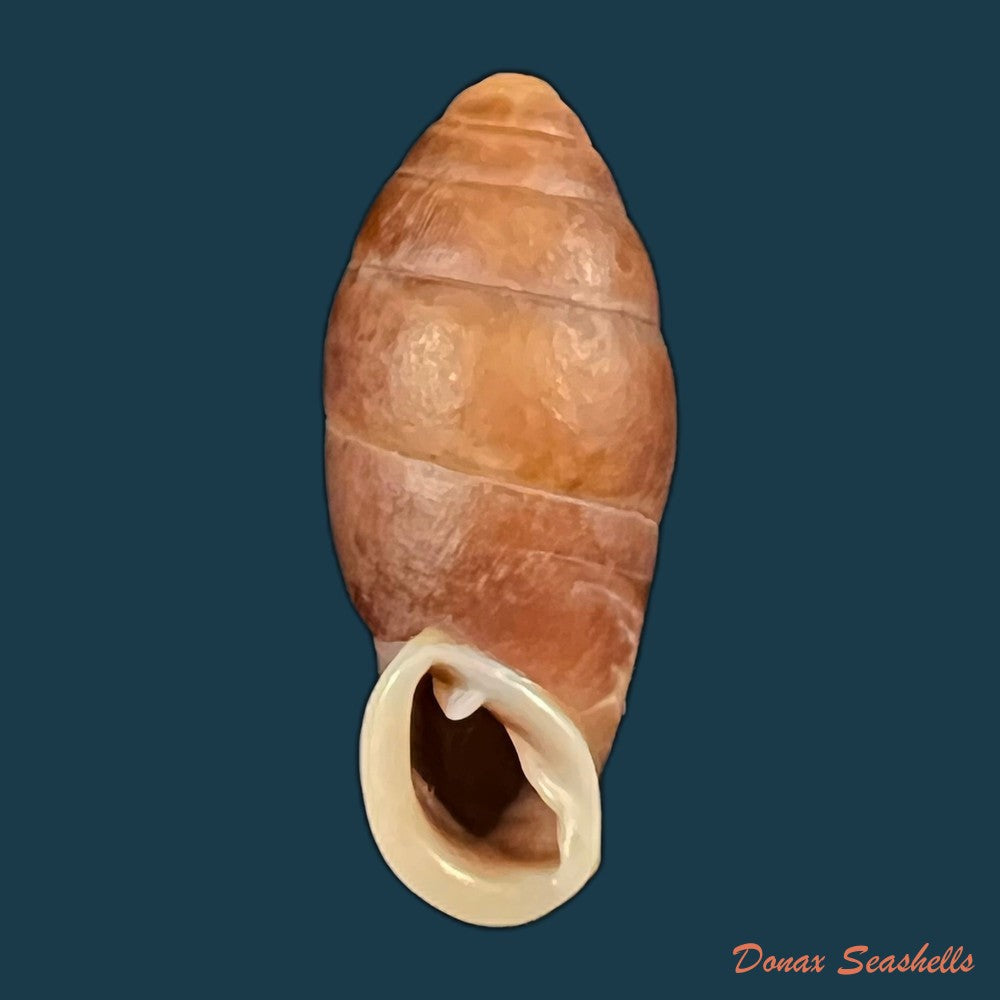 atractophaedusa-takagii-h-nordsieck-2005-21mm-copia