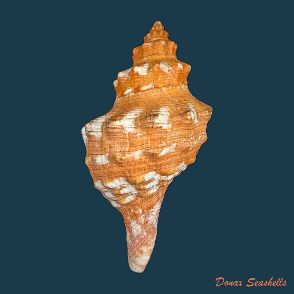 aurantilaria-aurantiaca-lamarck-1816-60-6mm-copia