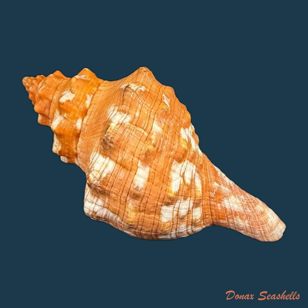 aurantilaria-aurantiaca-lamarck-1816-60-6mm-copia