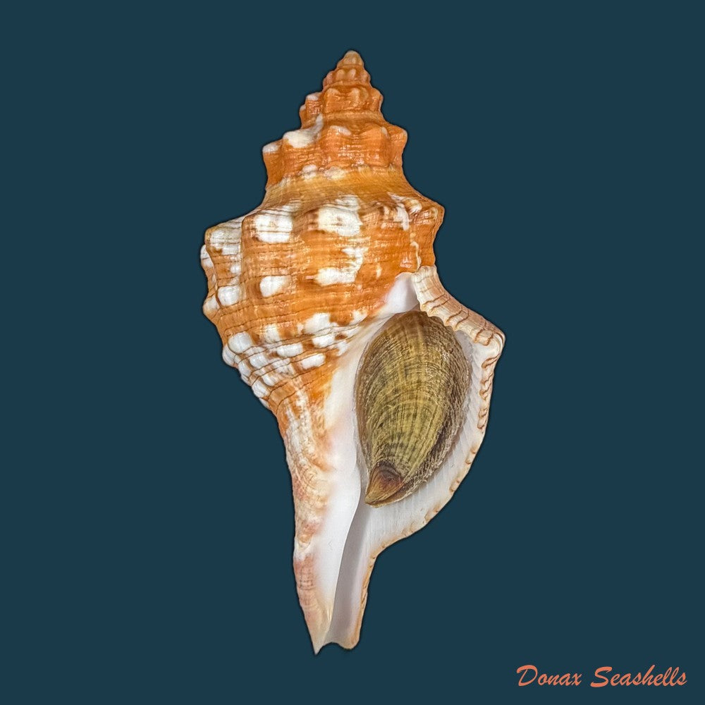 aurantilaria-aurantiaca-lamarck-1816-60-6mm-copia