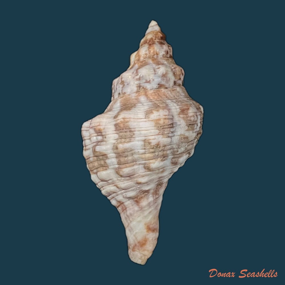 aurantilaria-aurantiaca-lamarck-1816-61-8mm-copia