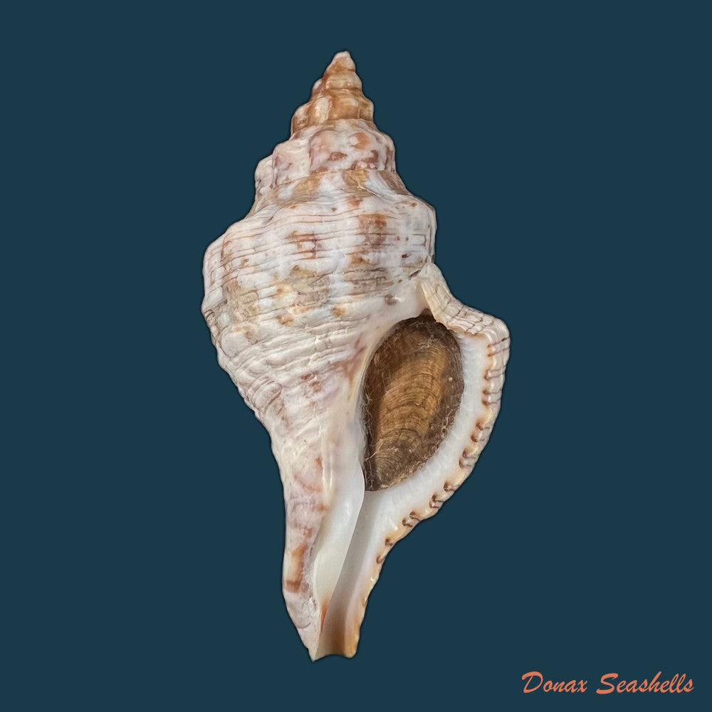 aurantilaria-aurantiaca-lamarck-1816-61-8mm-copia
