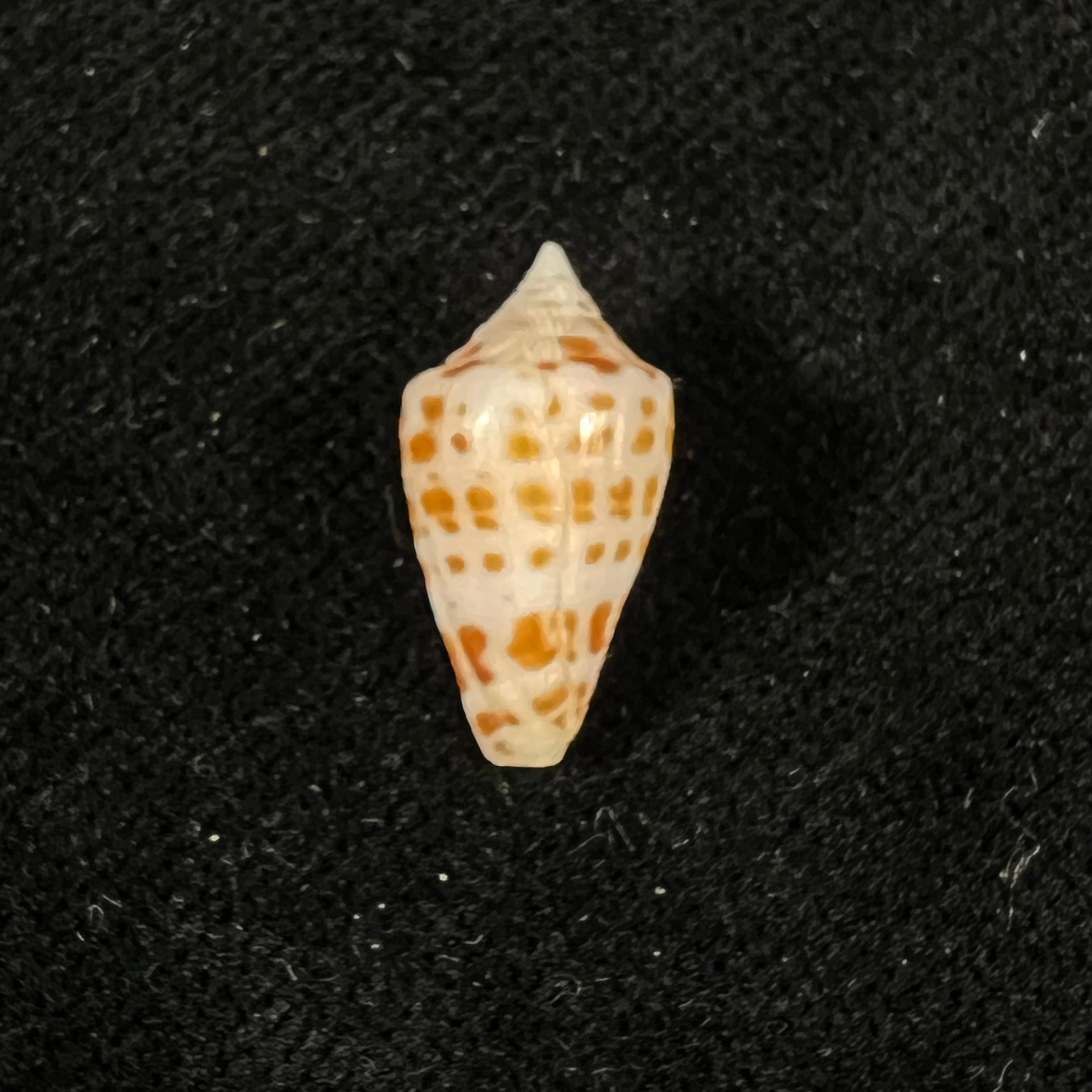 Conus aureopunctatus Petuch, 1987 - 16mm
