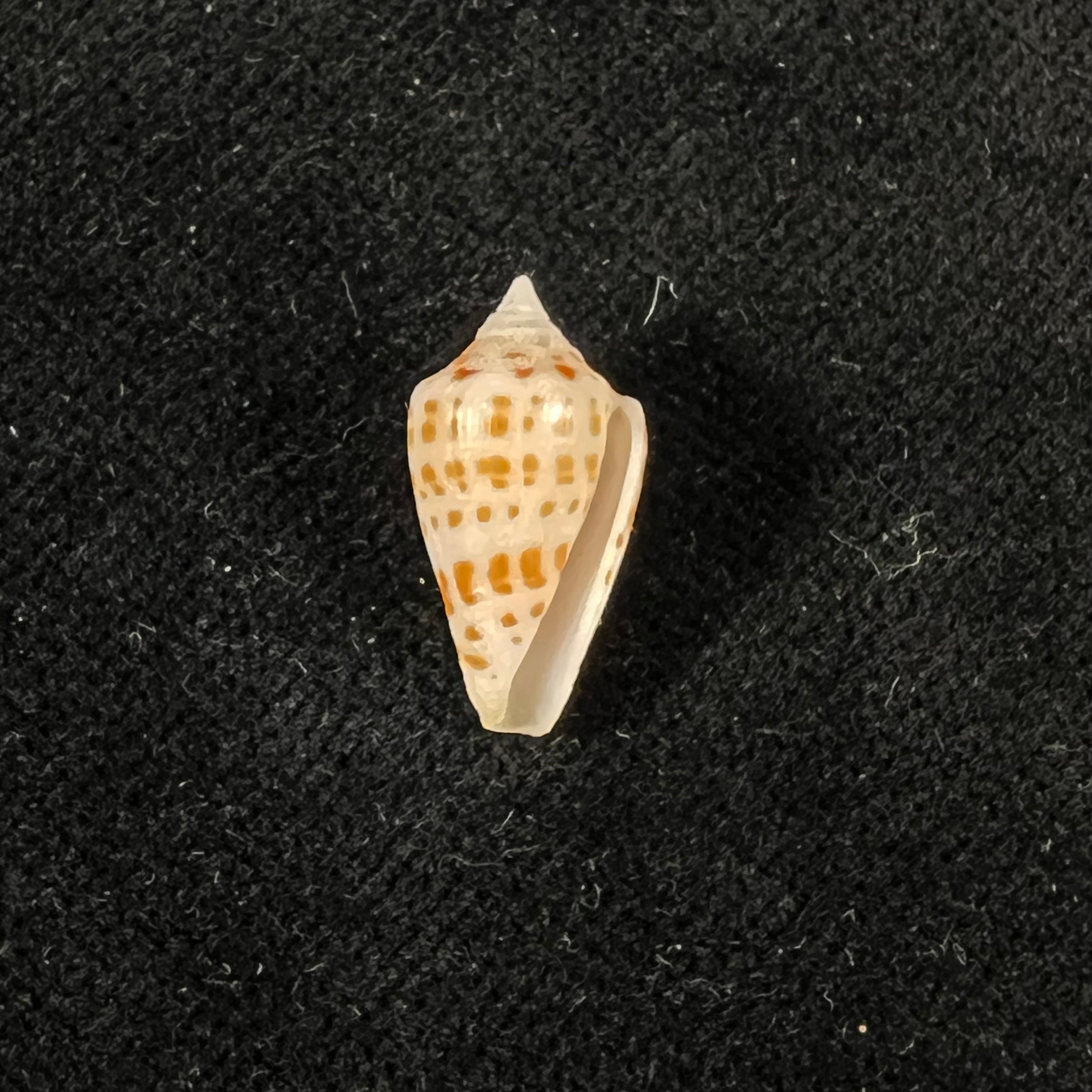 Conus aureopunctatus Petuch, 1987 - 16mm