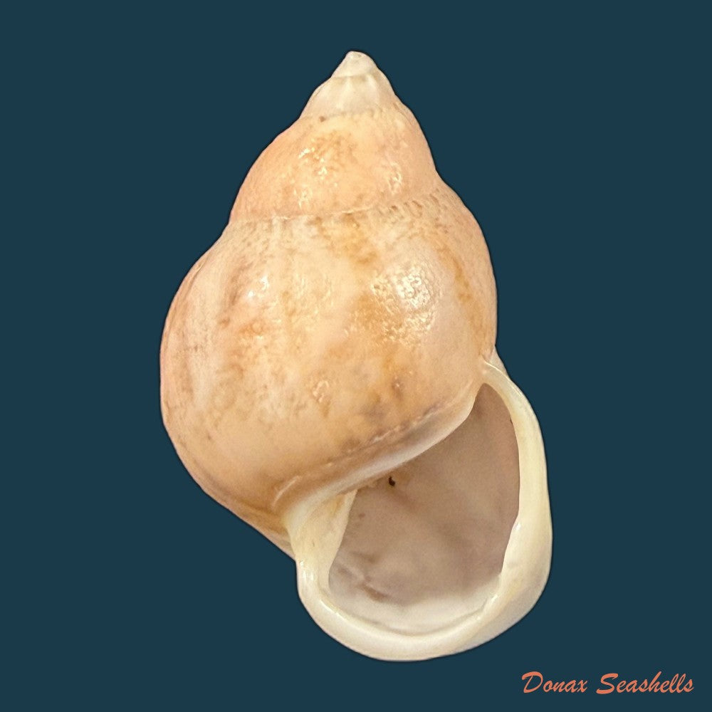 auris-egregia-jay-1836-39-2mm-copia-1