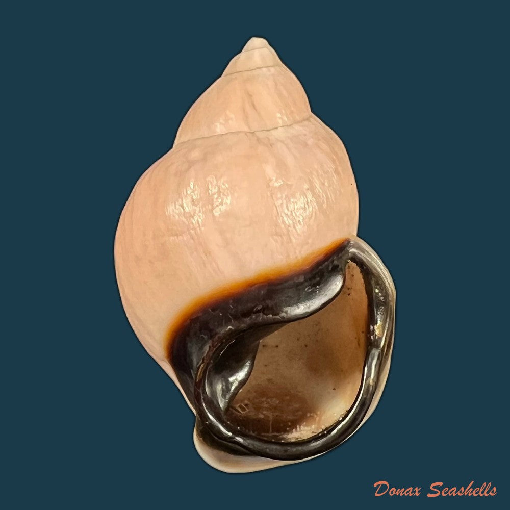 auris-inornata-simone-amaral-2021-33-6mm-copia