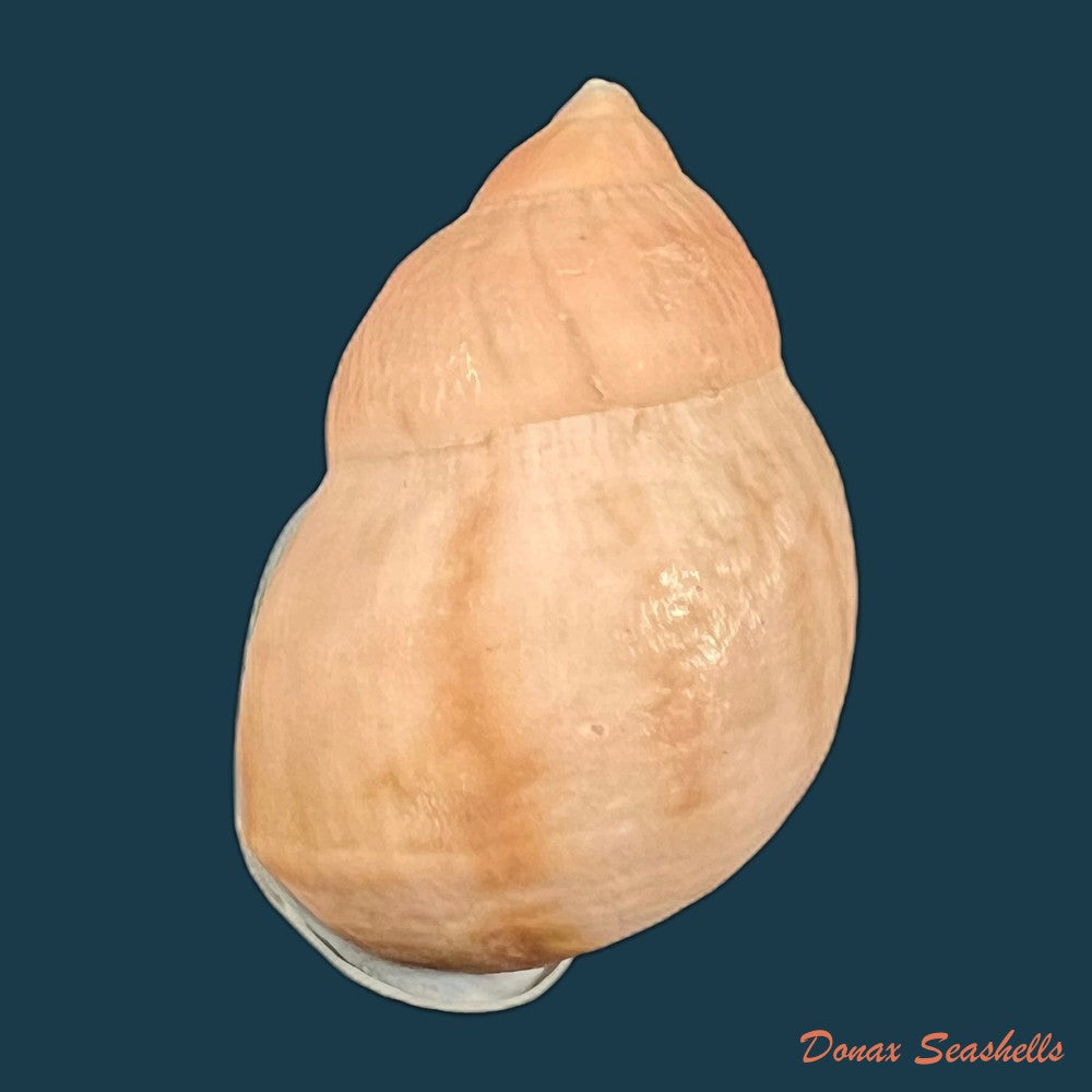auris-inornata-simone-amaral-2021-35-3mm-copia