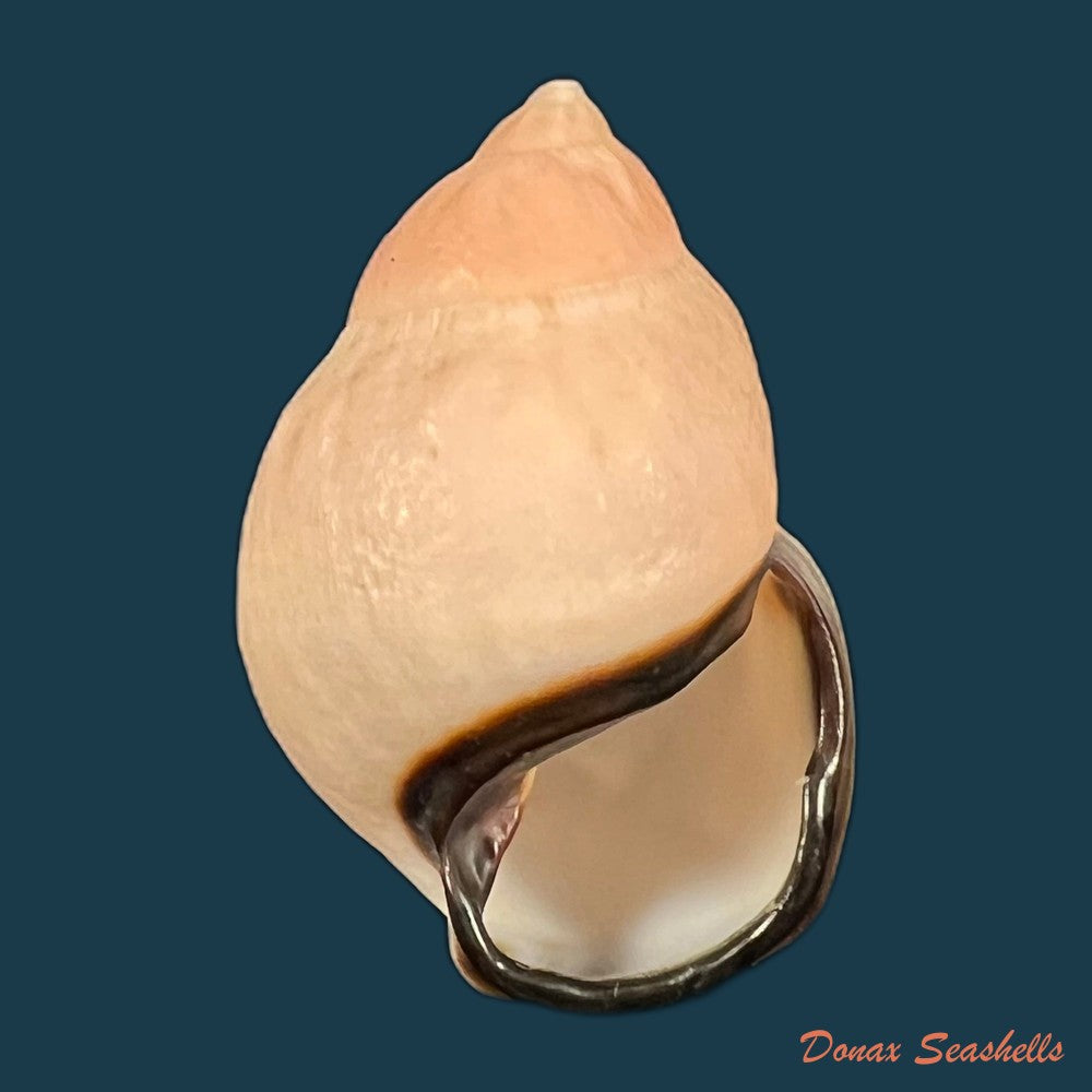 auris-inornata-simone-amaral-2021-35-3mm-copia