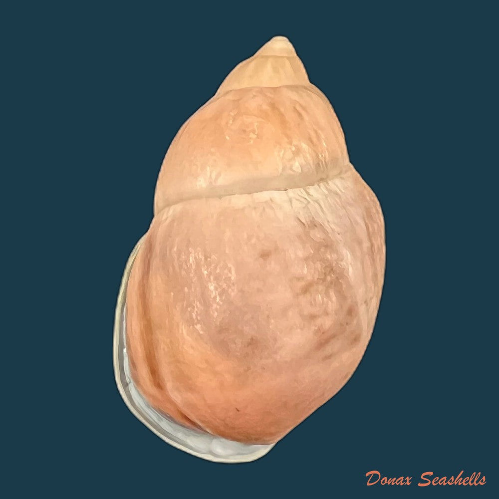 auris-inornata-simone-amaral-2021-35-4mm-copia