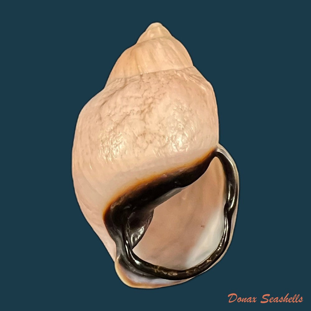 auris-inornata-simone-amaral-2021-35-4mm-copia