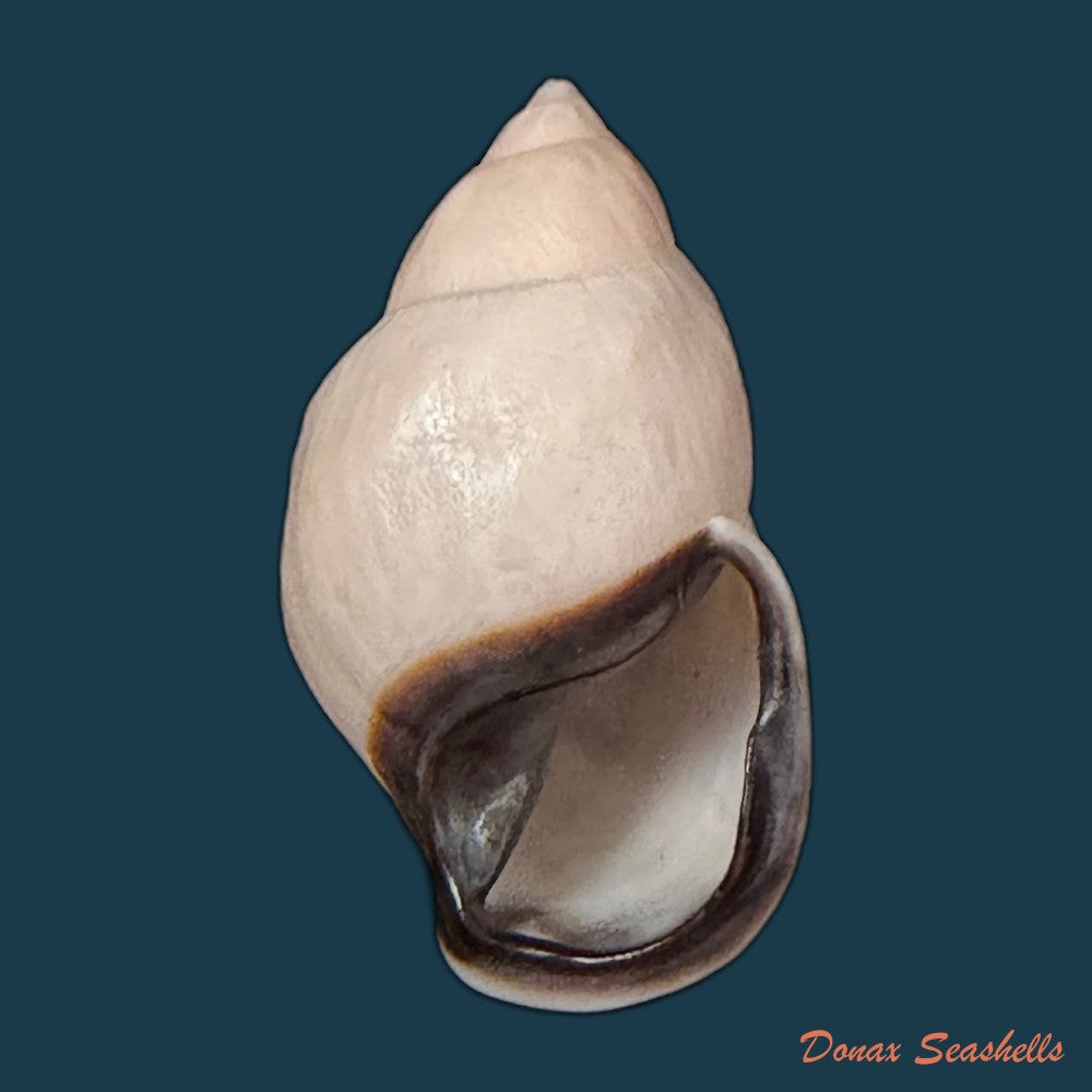 auris-inornata-simone-amaral-2021-36-9mm-copia