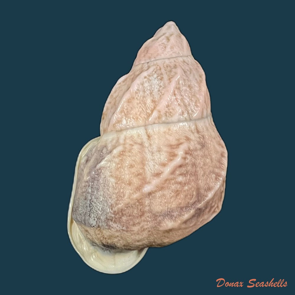 auris-melanostoma-moricand-1836-44-5mm-copia