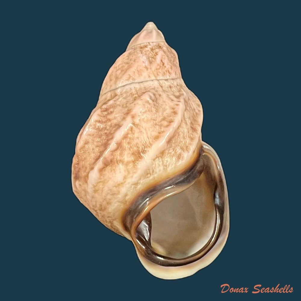 auris-melanostoma-moricand-1836-44-5mm-copia