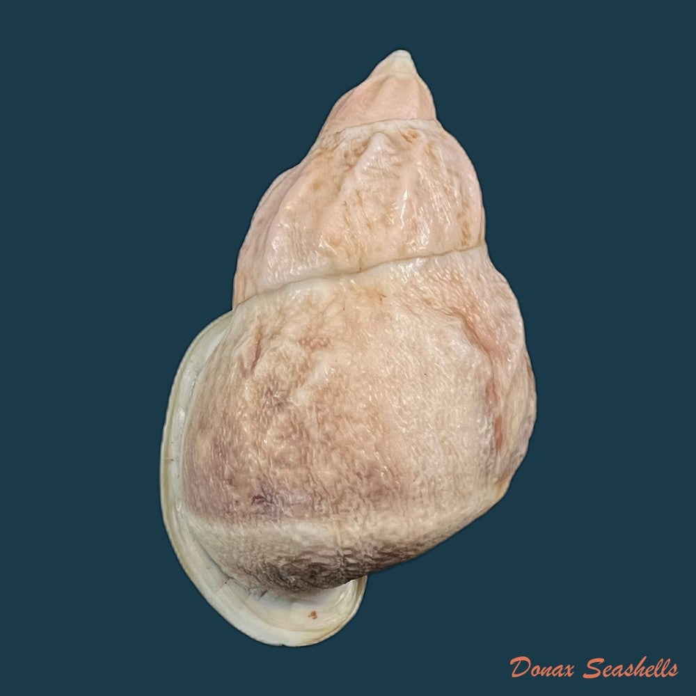 auris-melanostoma-moricand-1836-45-9mm-copia