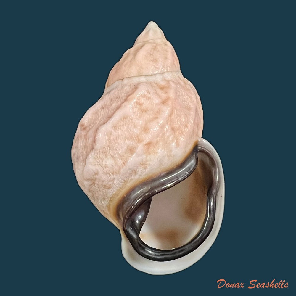 auris-melanostoma-moricand-1836-45-9mm-copia