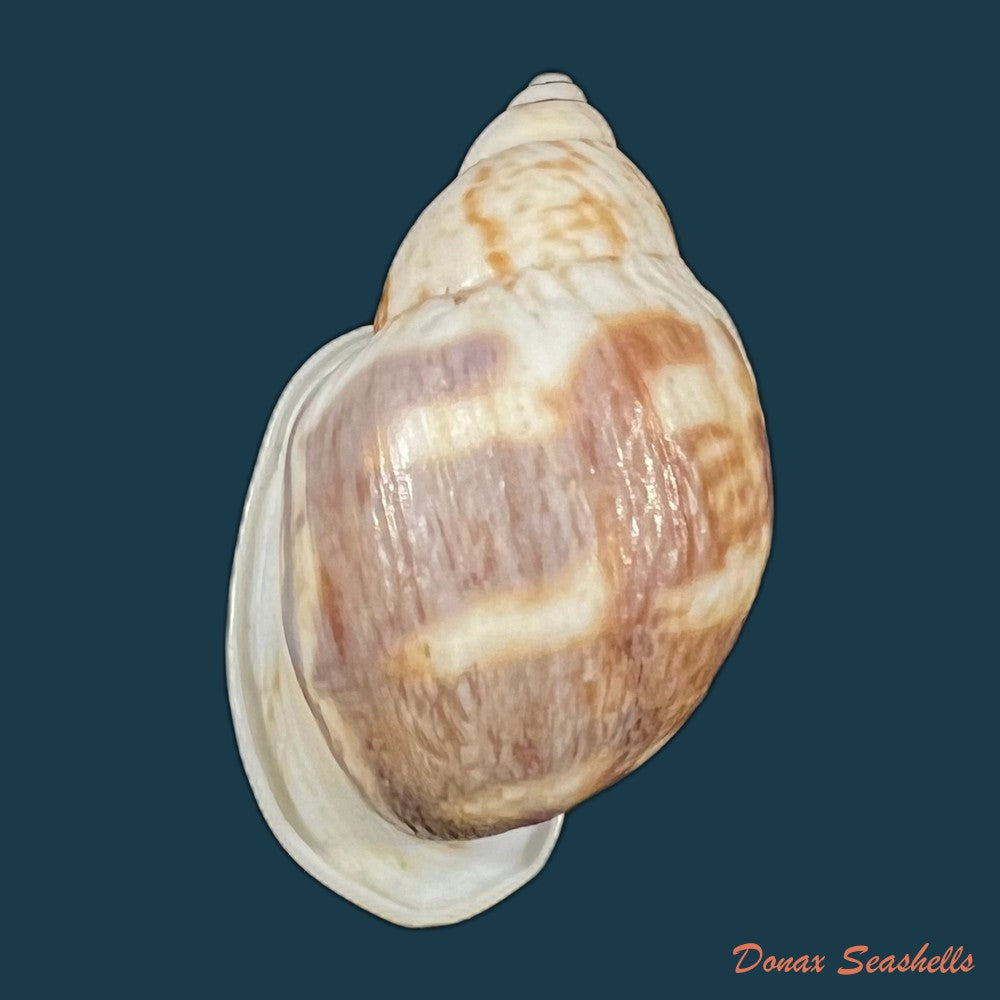auris-melanostoma-moricand-1836-46-4mm-copia