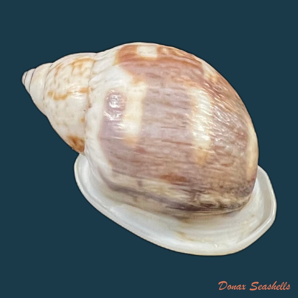 auris-melanostoma-moricand-1836-46-4mm-copia