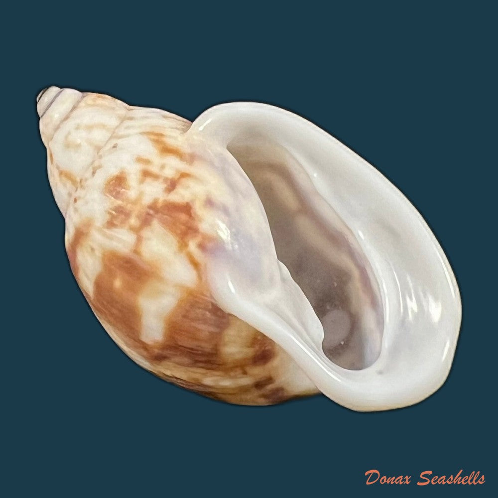 auris-melanostoma-moricand-1836-46-4mm-copia