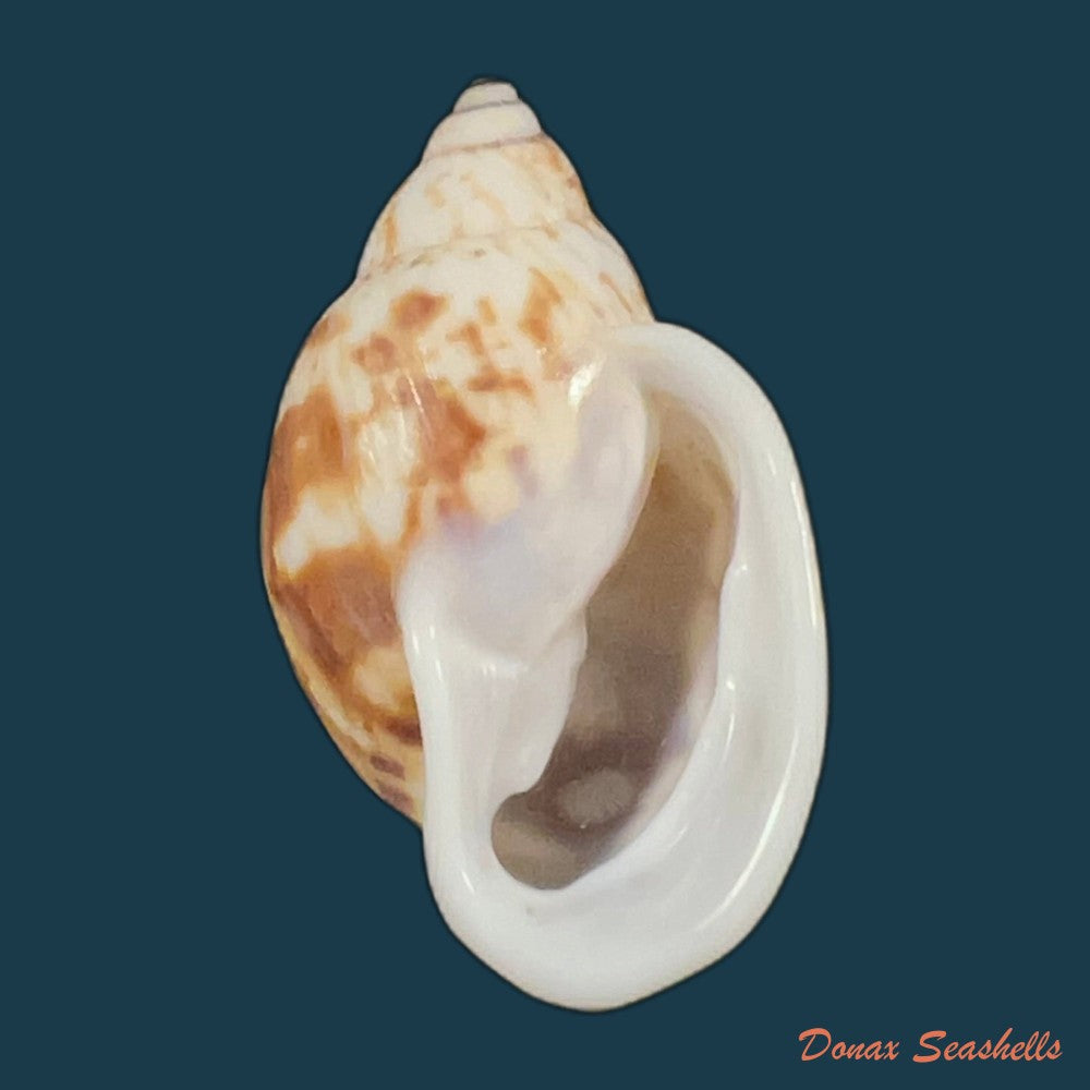 auris-melanostoma-moricand-1836-46-4mm-copia