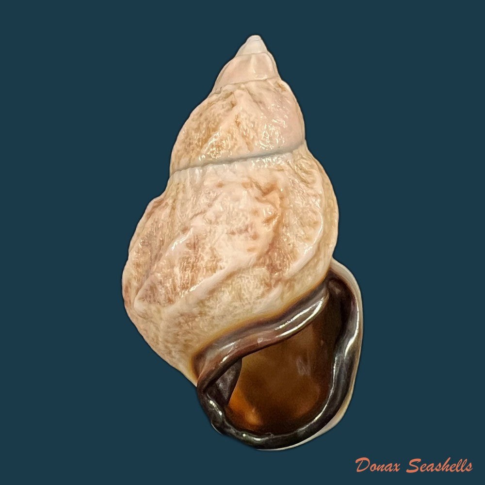 auris-melanostoma-moricand-1836-46-5mm-copia