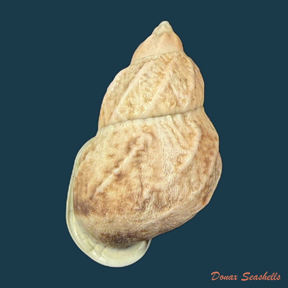 auris-melanostoma-moricand-1836-47-4mm-copia