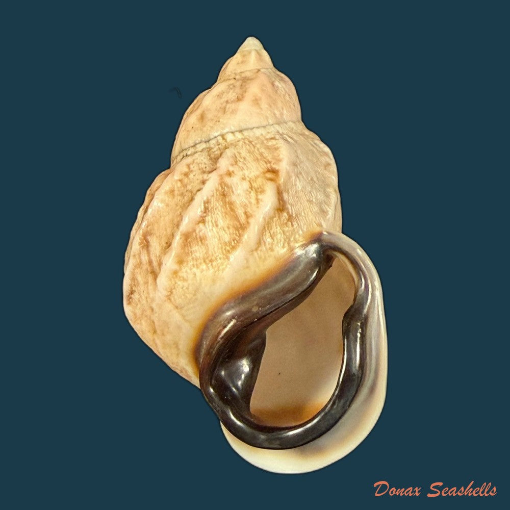auris-melanostoma-moricand-1836-47-4mm-copia