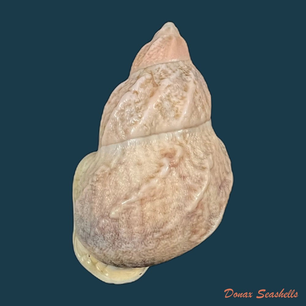 auris-melanostoma-moricand-1836-47-5mm-copia