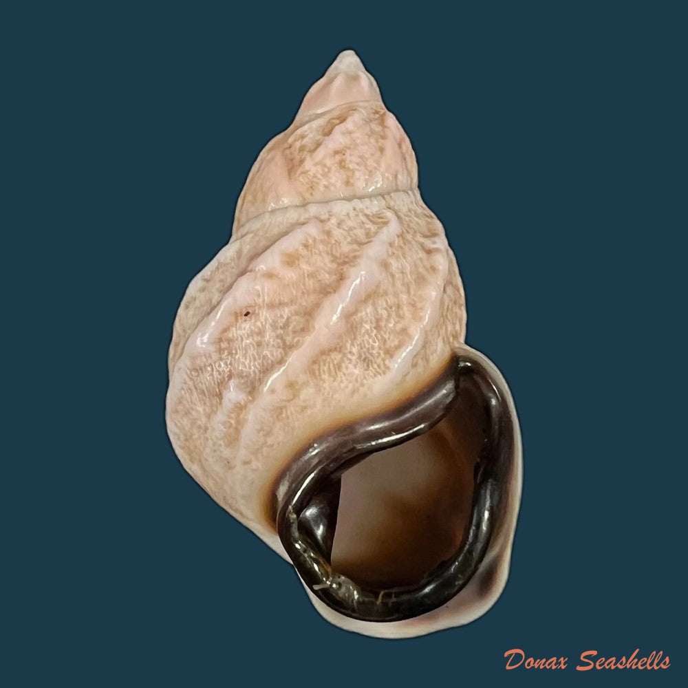 auris-melanostoma-moricand-1836-47-5mm-copia