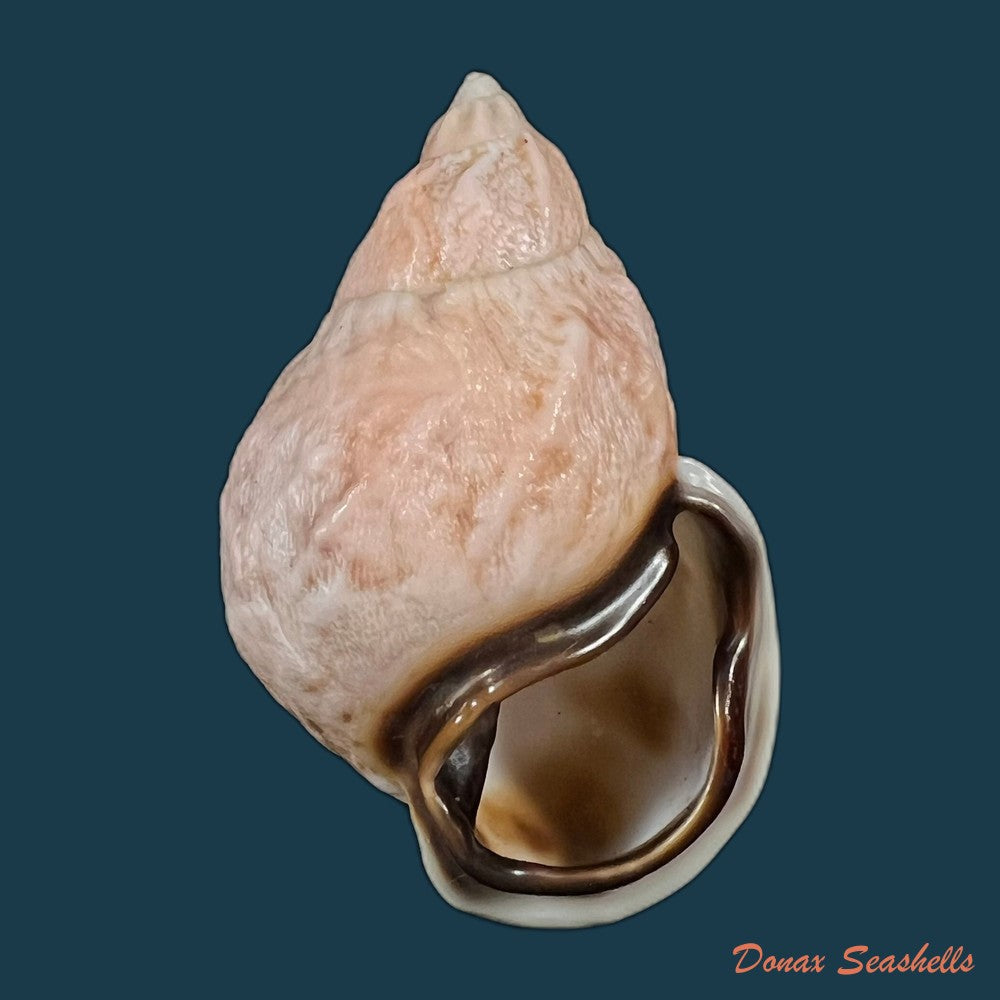 auris-melanostoma-moricand-1836-48-1mm-copia