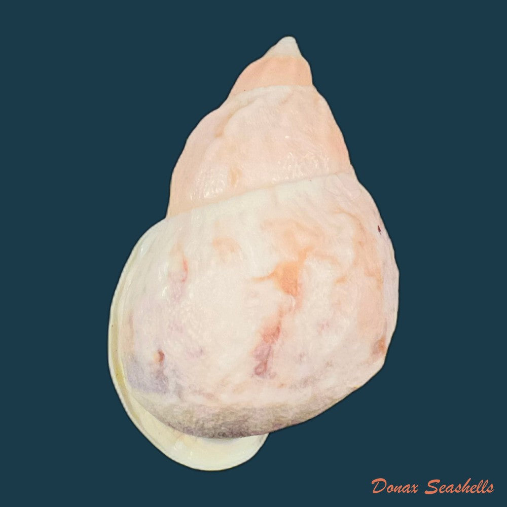 auris-melanostoma-moricand-1836-48-1mm-copia