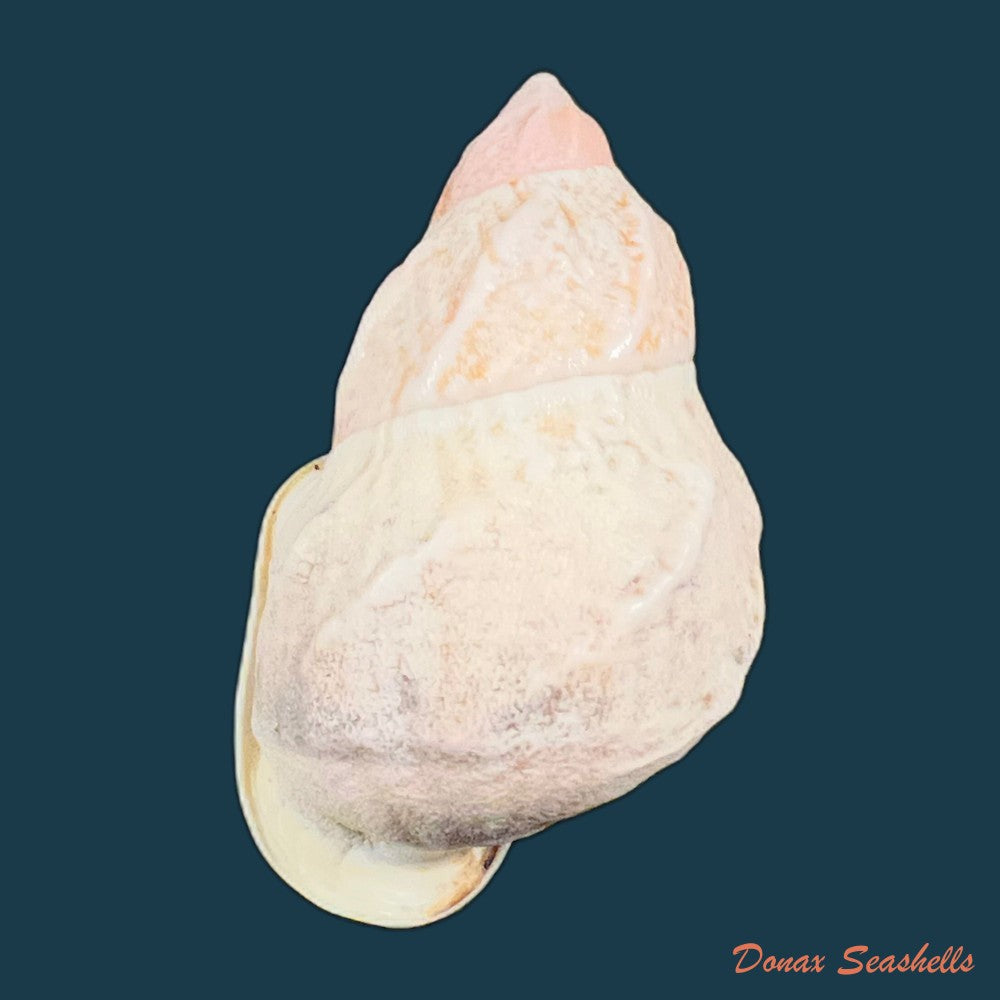 auris-melanostoma-moricand-1836-48-5mm-copia